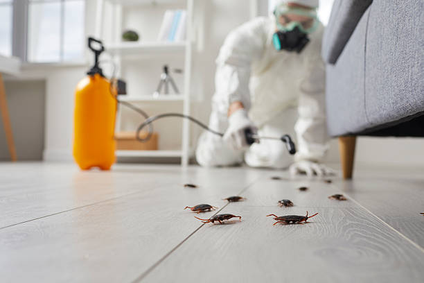 Commercial Rodent Management in Cambrian Park